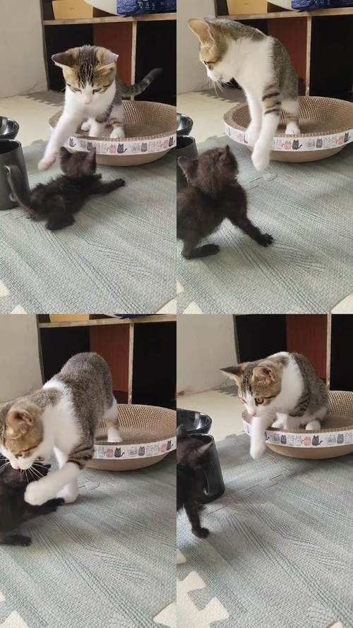 萌宠吸睛大法，小猫玩耍视频创意剪辑技巧-图2