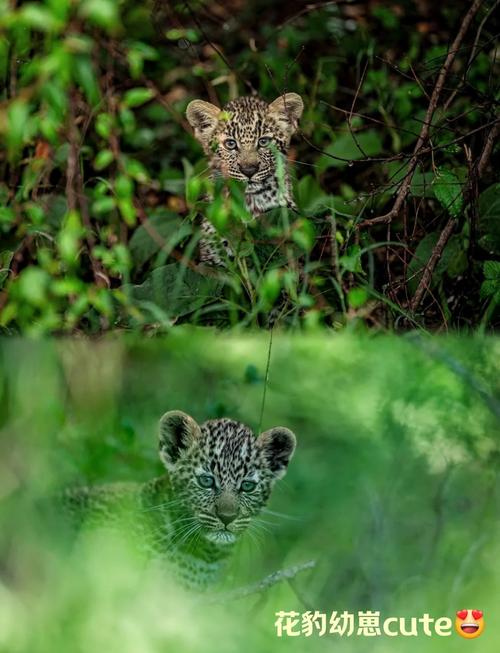 猎豹归家攻略，安全带回家-图2