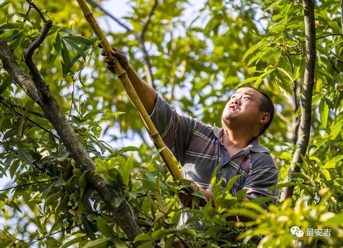 核桃剪辑，大山视频剪辑技巧解析-图3