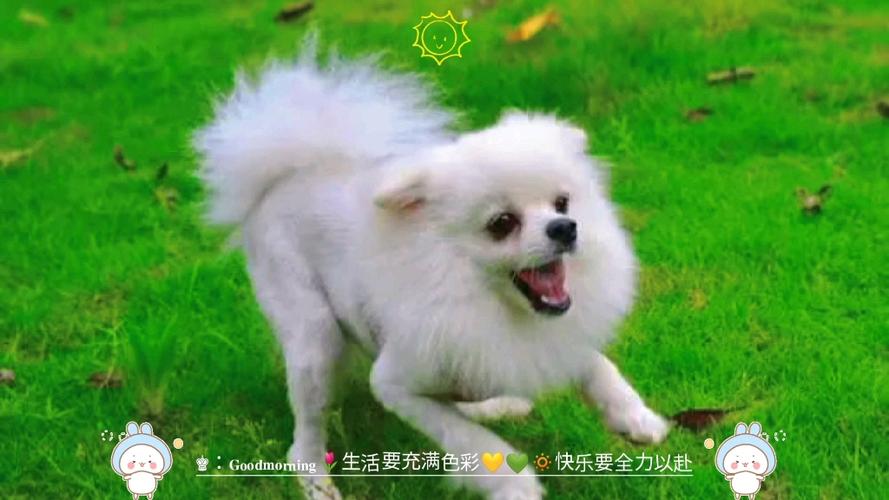 动物慢动作视频剪辑技巧解析-图2