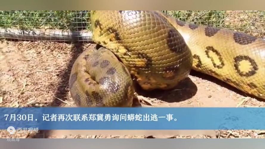 Python视频剪辑教程，蟒蛇视频处理实战-图3
