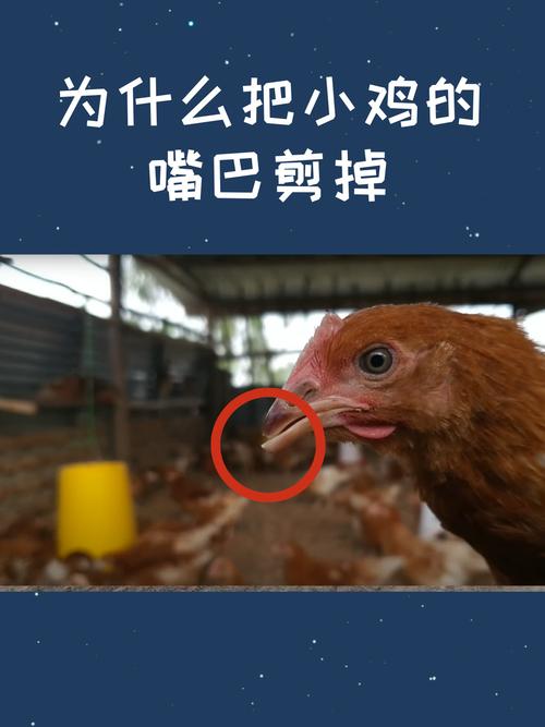 鸡视频剪辑技巧解析-图2