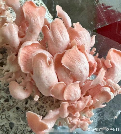 菌子剪辑视频盈利之道揭秘-图1