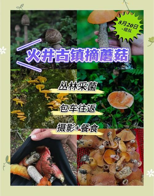 菌子剪辑视频盈利之道揭秘-图2