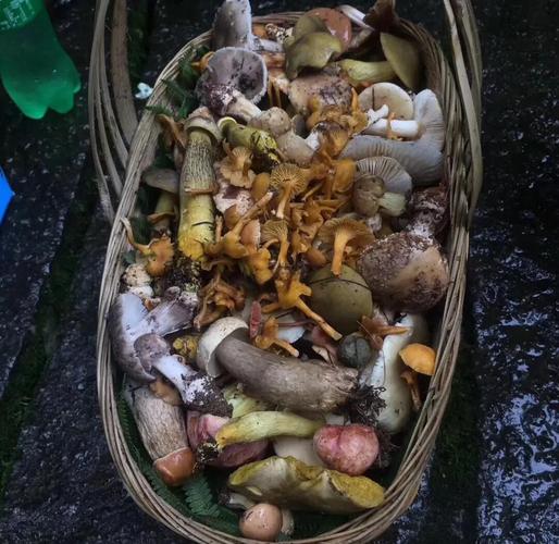 菌子剪辑视频盈利之道揭秘-图3