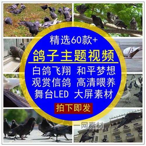 白鸽影音剪辑视频教程，轻松掌握视频剪辑技巧-图3