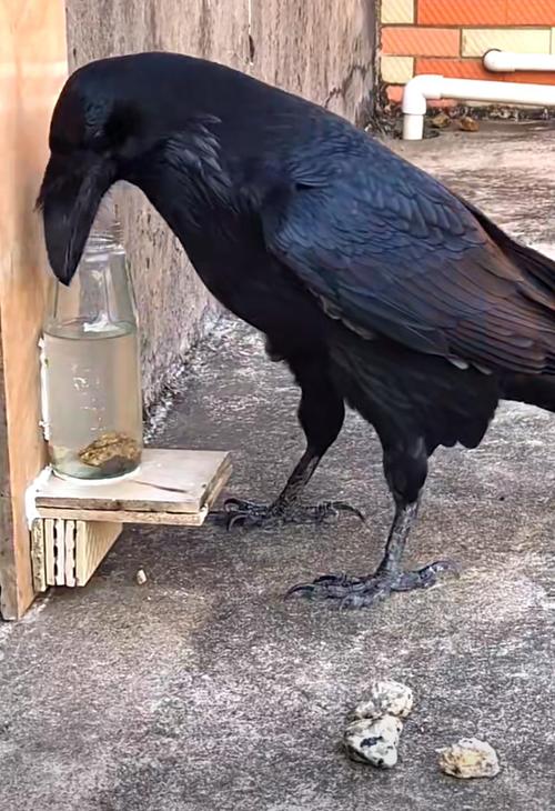 乌鸦助力视频剪辑，独特过渡效果揭秘-图3