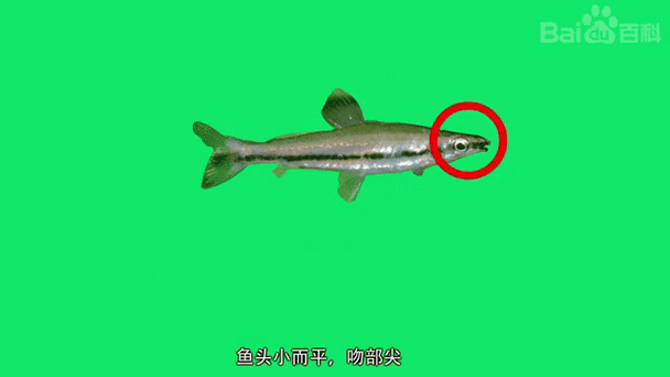鱼类视频剪辑与制作全攻略-图3