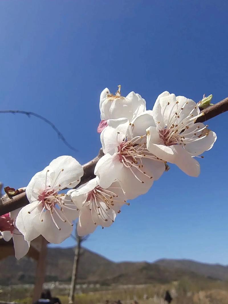 春季花草视频剪辑攻略-图2 春季花草视频剪辑攻略-图2