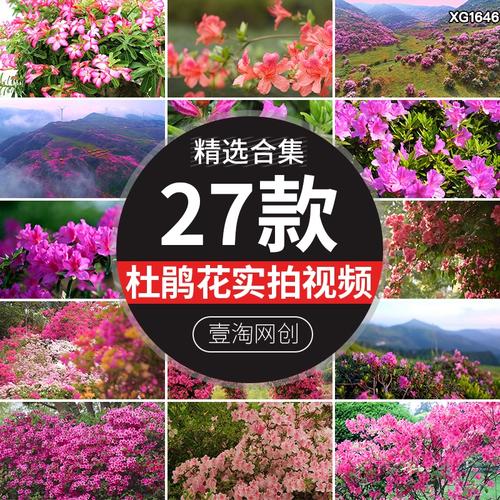春季花草视频剪辑攻略-图3 春季花草视频剪辑攻略-图3