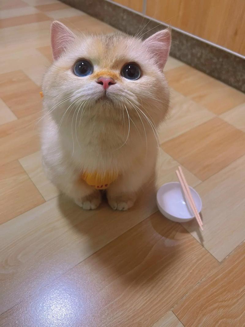 猫咪视频剪辑技巧，轻松切片保存精彩片段-图3