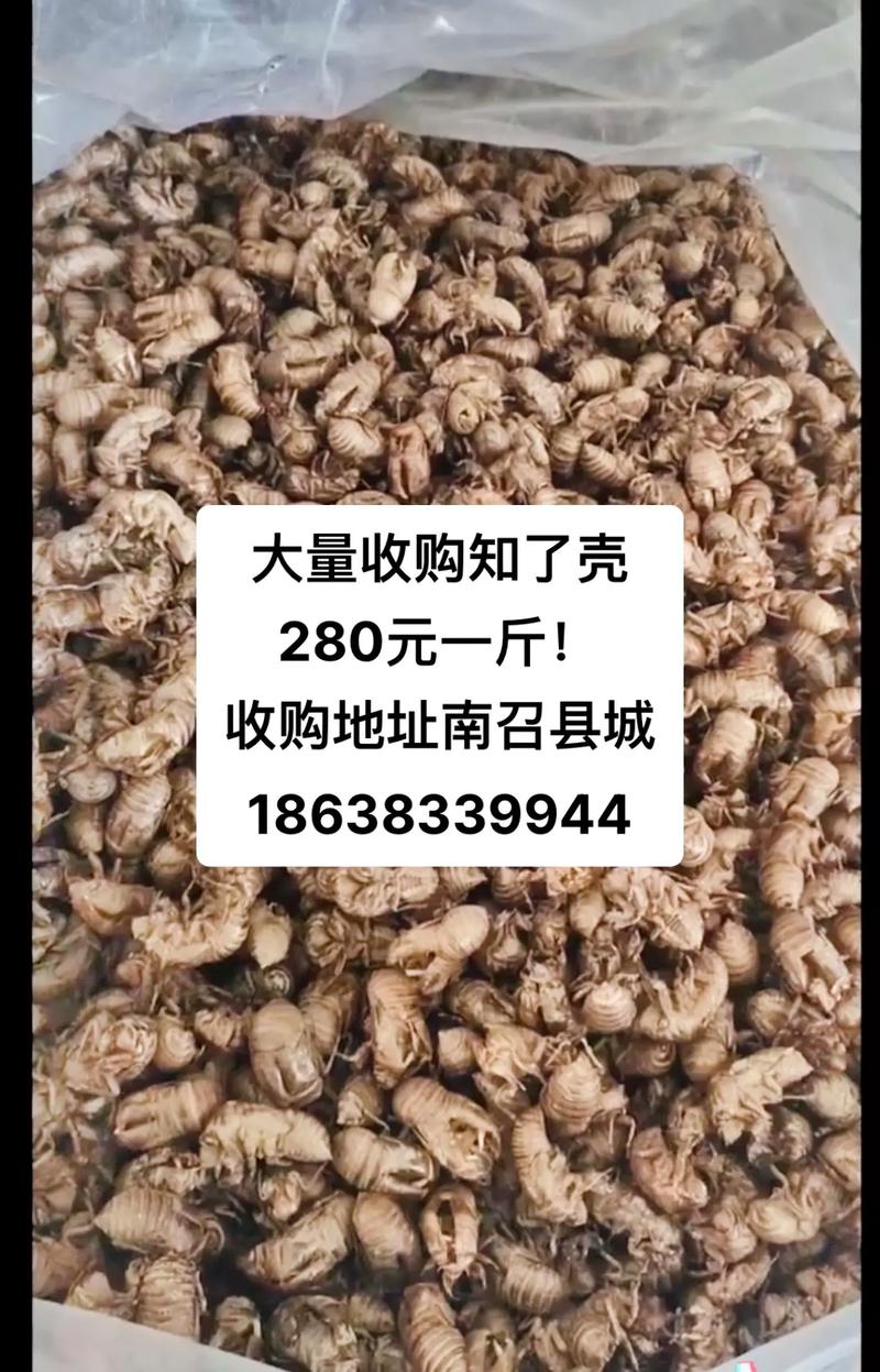 知了壳高价收购却遭石子掺假，市场乱象引关注-图1