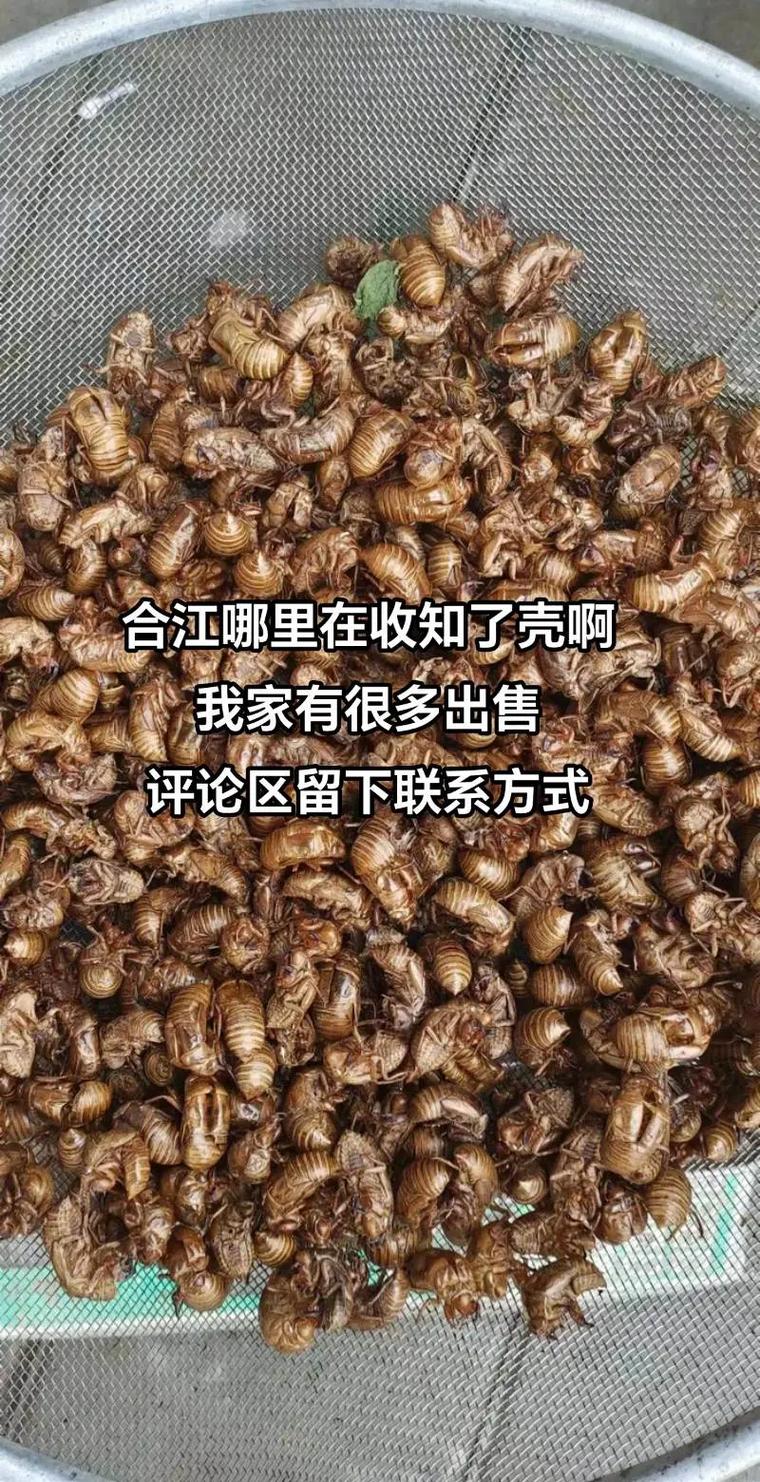 知了壳高价收购现猫腻，假冒石子充斥市场-图3