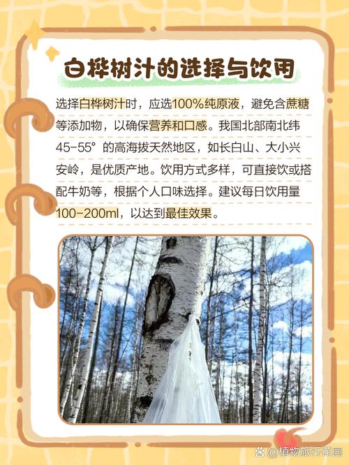 白桦树汁，天然液体黄金的秘密-图1