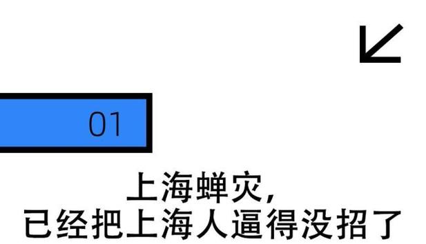 上海蝉灾引发山东民众担忧-图1