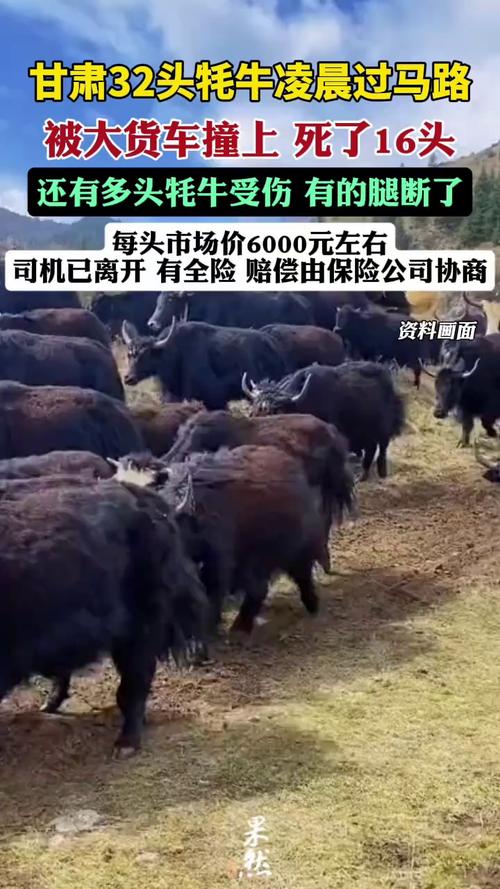 货车撞死16头牦牛 事故现场惨烈-图2