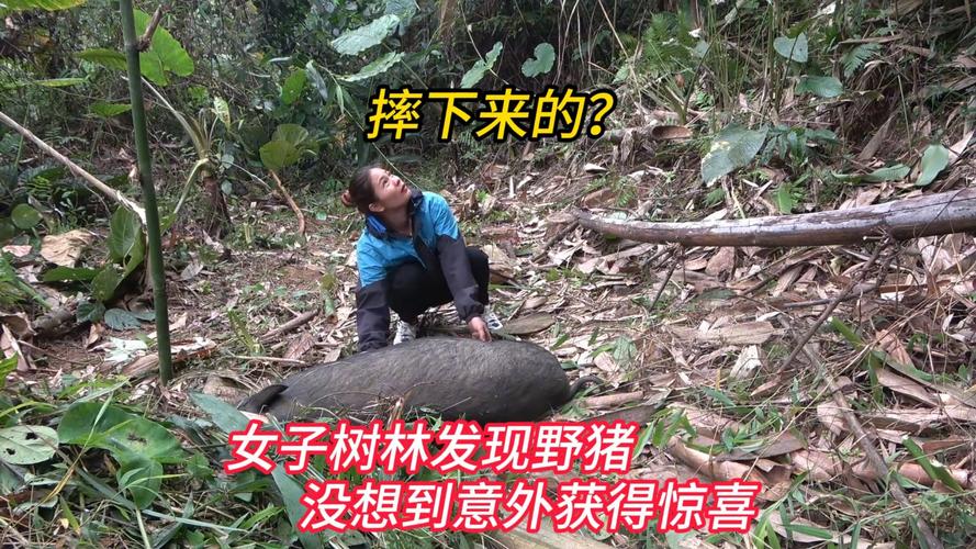 深圳大梅沙野猪闯入，女子不幸遭撞事件-图2