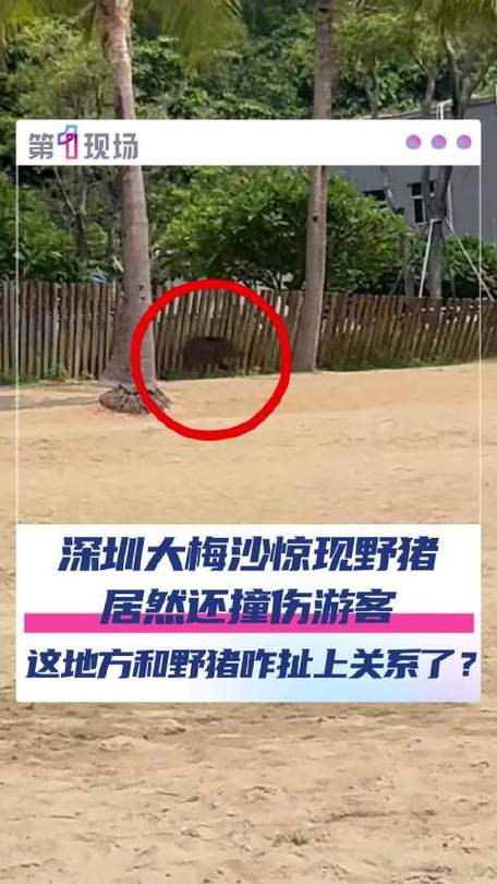深圳大梅沙野猪闯入，女子不幸遭撞事件-图1