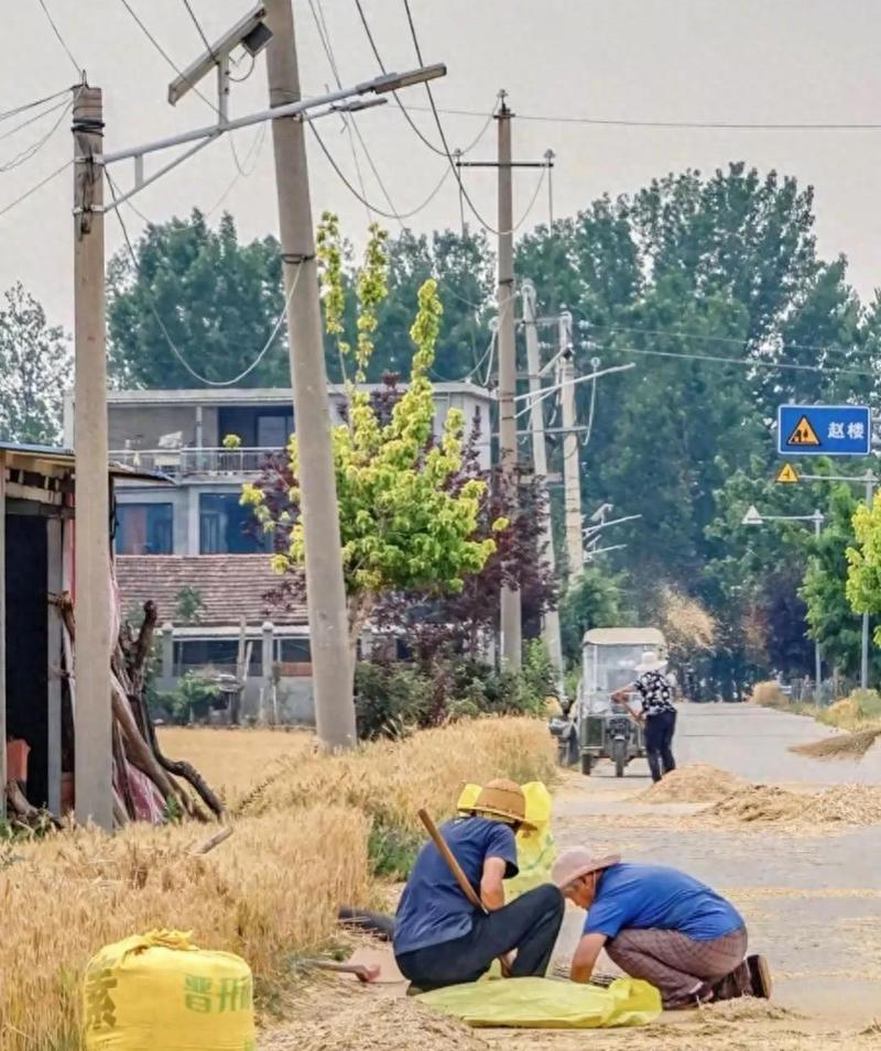 河南高温酷暑，农户凌晨抢时浇地应对旱情-图2