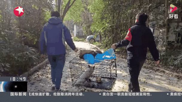 上海小区惊现北美赤狐遛弯-图3