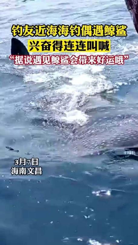 青岛海域惊现鲸鲨，钓友意外捕捉珍贵瞬间-图3