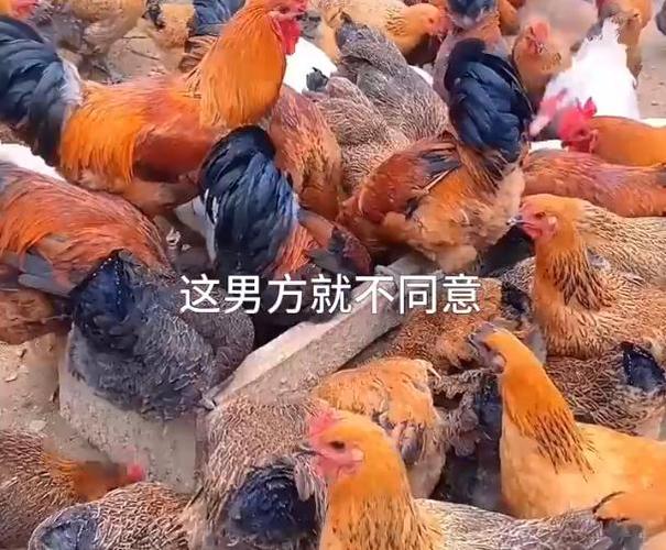 鸡事闹法庭，离婚纠纷中的29只鸡成焦点-图1