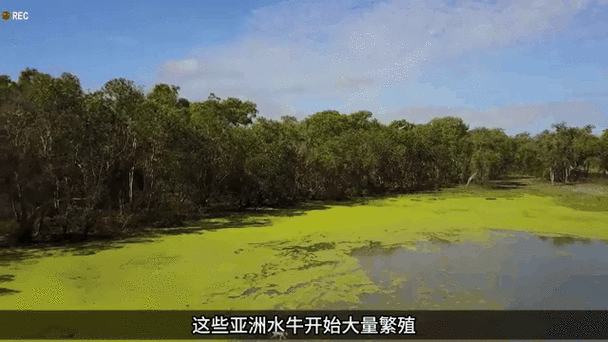 南非悲剧，美国富翁狩猎水牛时不幸丧生-图2