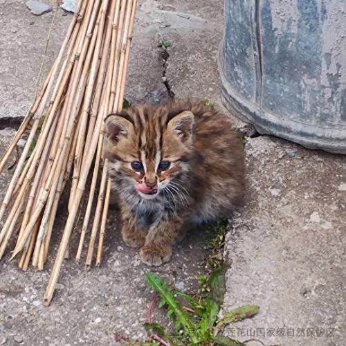 狗狗意外救助豹猫幼崽，友谊跨越物种界限-图1