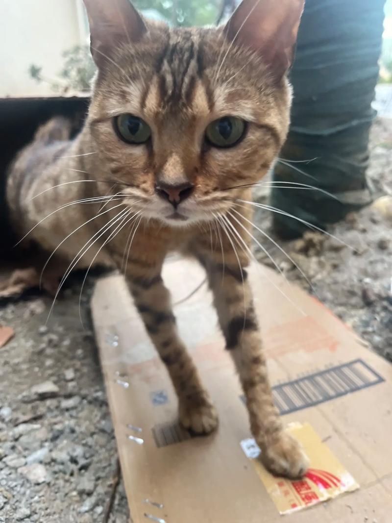 狗狗意外救助豹猫幼崽，友谊跨越物种界限-图3
