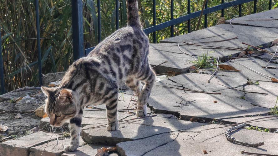 狗狗意外救助豹猫幼崽，友谊跨越物种界限-图2