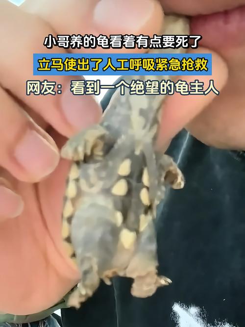 失而复得的宠物龟，出逃奇遇终圆满找回-图1