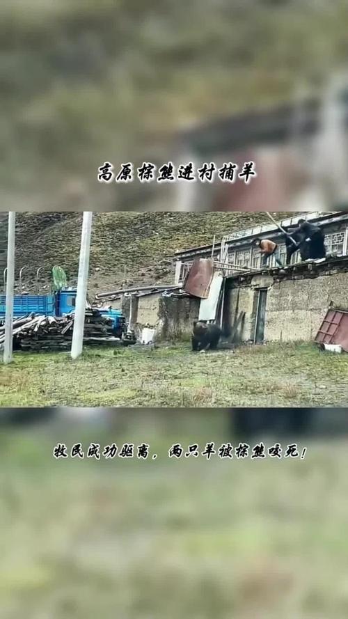 林芝村民遭遇黑熊袭击,官方回应情况详情-图3 林芝村民遭遇黑熊袭击,官方回应情况详情-图3