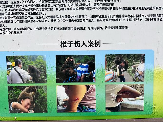 贵州景区猴子伤人事件,女游客不幸骨折-图2 贵州景区猴子伤人事件,女游客不幸骨折-图2