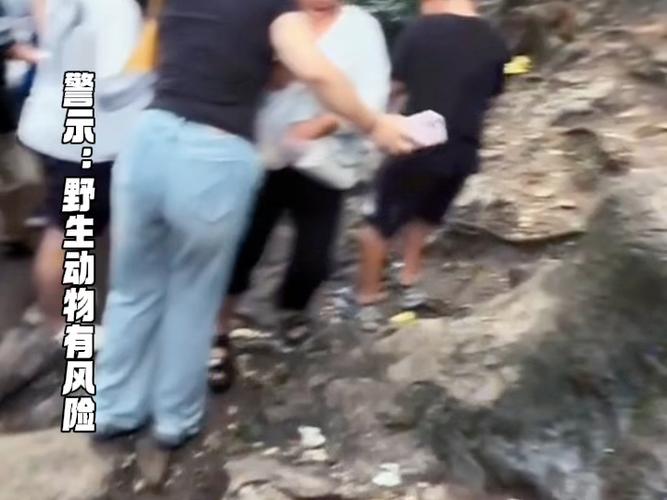 贵州景区猴子伤人事件,女游客不幸骨折-图1 贵州景区猴子伤人事件,女游客不幸骨折-图1