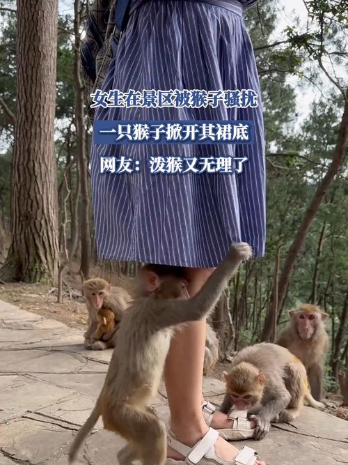 贵州景区猴子伤人事件,女游客不幸骨折-图3 贵州景区猴子伤人事件,女游客不幸骨折-图3