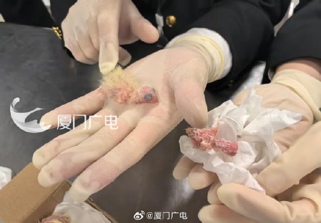 旅客非法携带鹦鹉蛋弃入下水道,数量达200余枚-图3 旅客非法携带鹦鹉蛋弃入下水道,数量达200余枚-图3