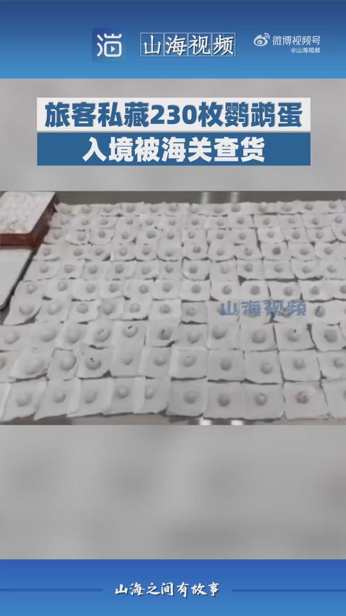 旅客非法携带鹦鹉蛋弃入下水道,数量达200余枚-图2 旅客非法携带鹦鹉蛋弃入下水道,数量达200余枚-图2