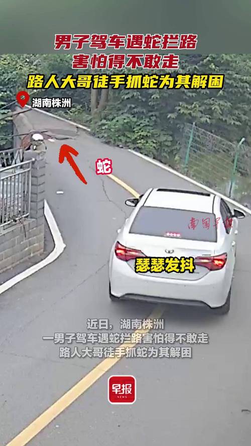 生死瞬间，男子被毒蛇咬伤紧急拦车自救记-图3
