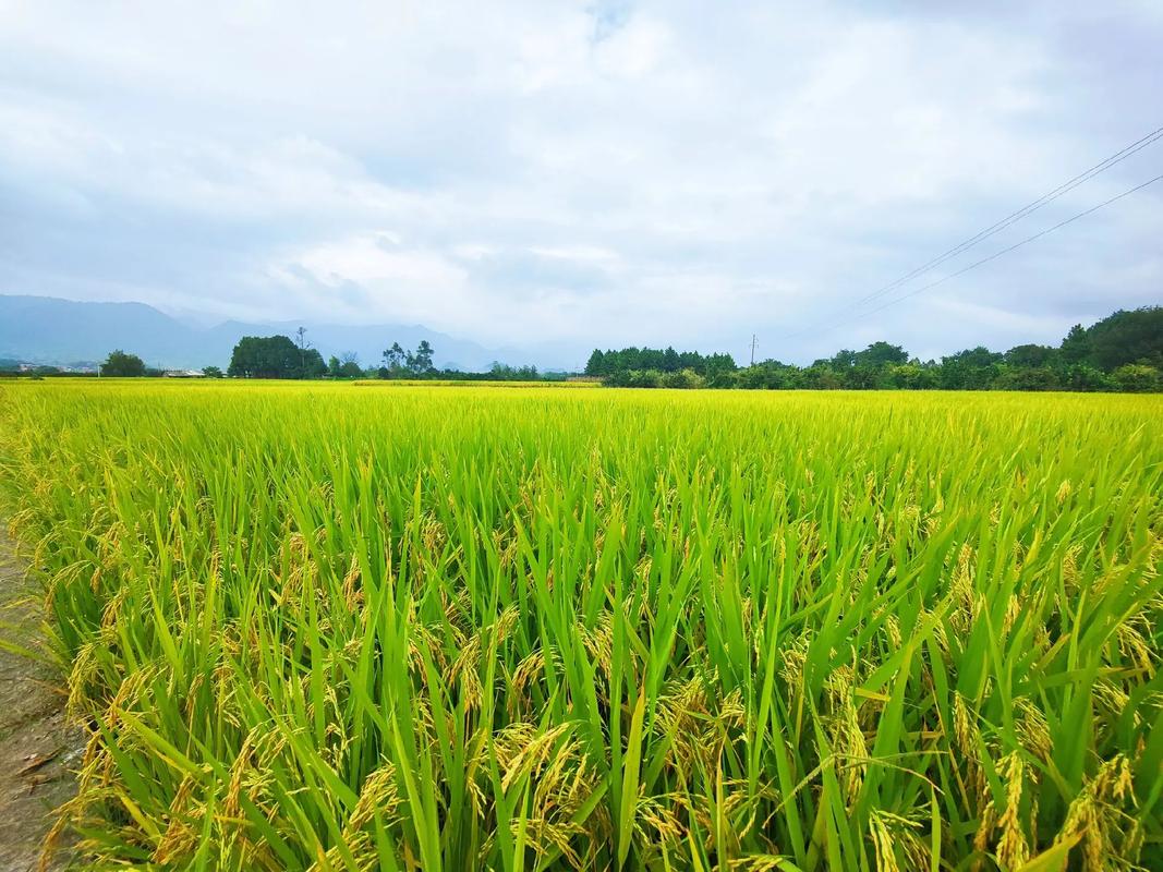 稻田风景视频剪辑技巧解析-图2