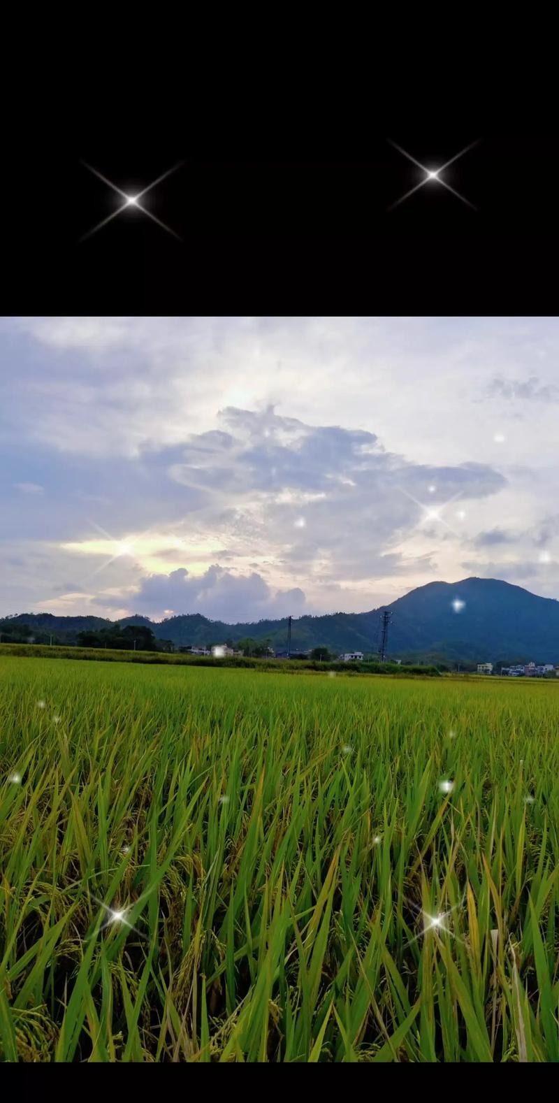 稻田风景视频剪辑技巧解析-图3