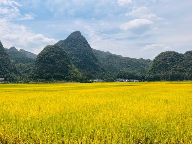 稻田风景视频剪辑技巧解析-图1