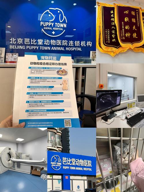 北京动物医院年接诊量突破十万大关-图1