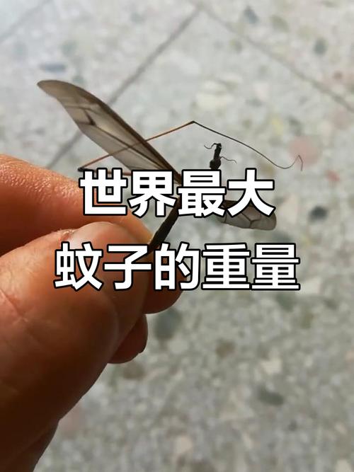 全球最毒蚊子北上之谜-图1