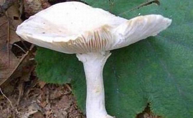 九口之家鹅膏菌中毒事件引发关注-图3 九口之家鹅膏菌中毒事件引发关注-图3