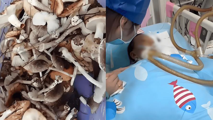 九口之家鹅膏菌中毒事件引发关注-图1 九口之家鹅膏菌中毒事件引发关注-图1