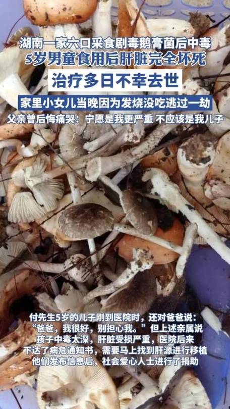 九口之家鹅膏菌中毒事件引发关注-图2 九口之家鹅膏菌中毒事件引发关注-图2