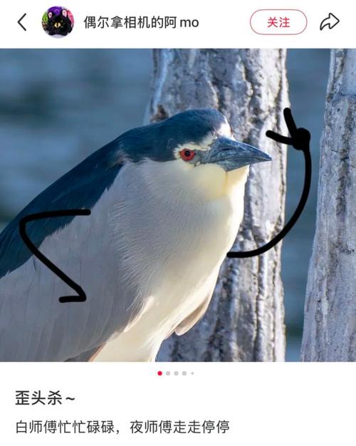 鸟门文化，悄然兴起的潮流现象揭秘-图1