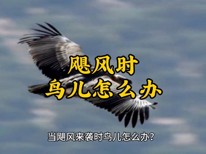 鸟门文化，悄然兴起的潮流现象揭秘-图2