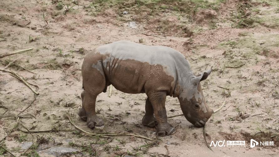 清远长隆白犀牛家族喜迎新成员-图1