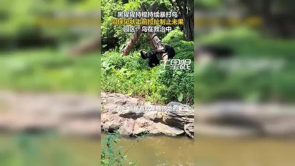 黑猩猩上演办公室斗殴，同伴紧急劝架-图1